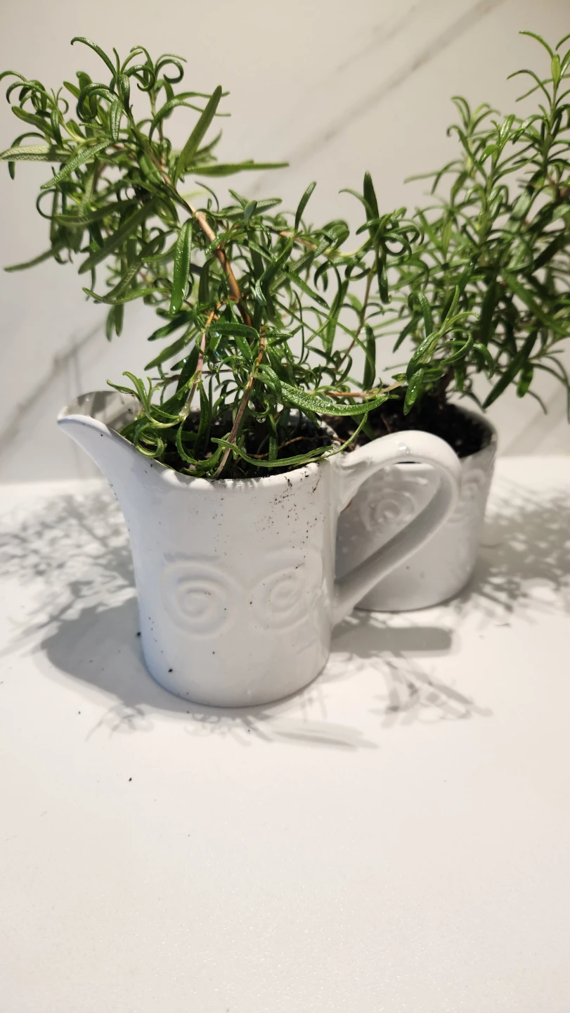 Upcycled milk and sugar set planter with plants - photo 4