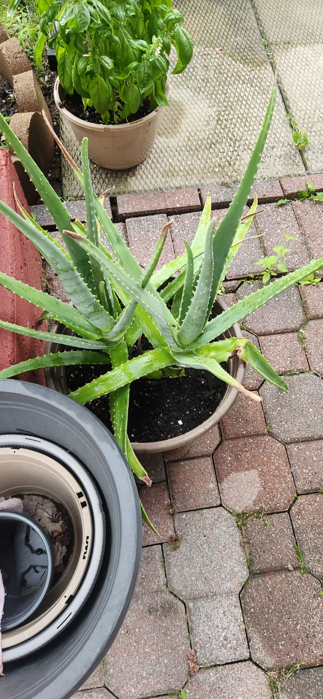 Aloe vera plants