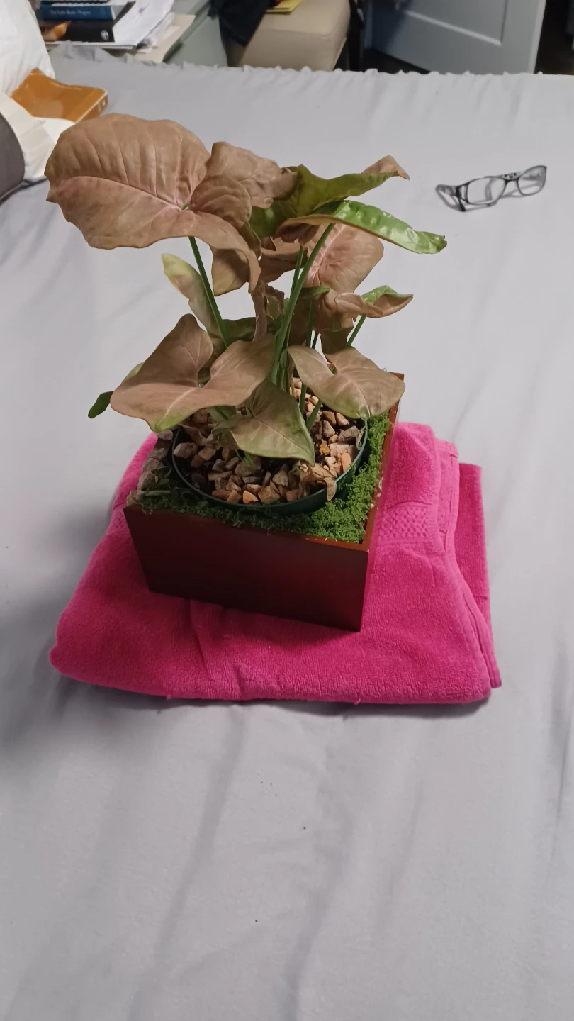 Syngonium - photo 3