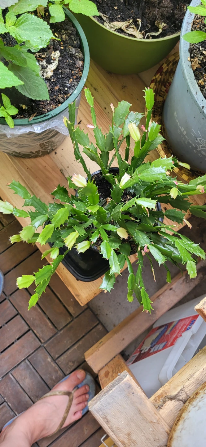 Pink Christmas Cactus in plastic container