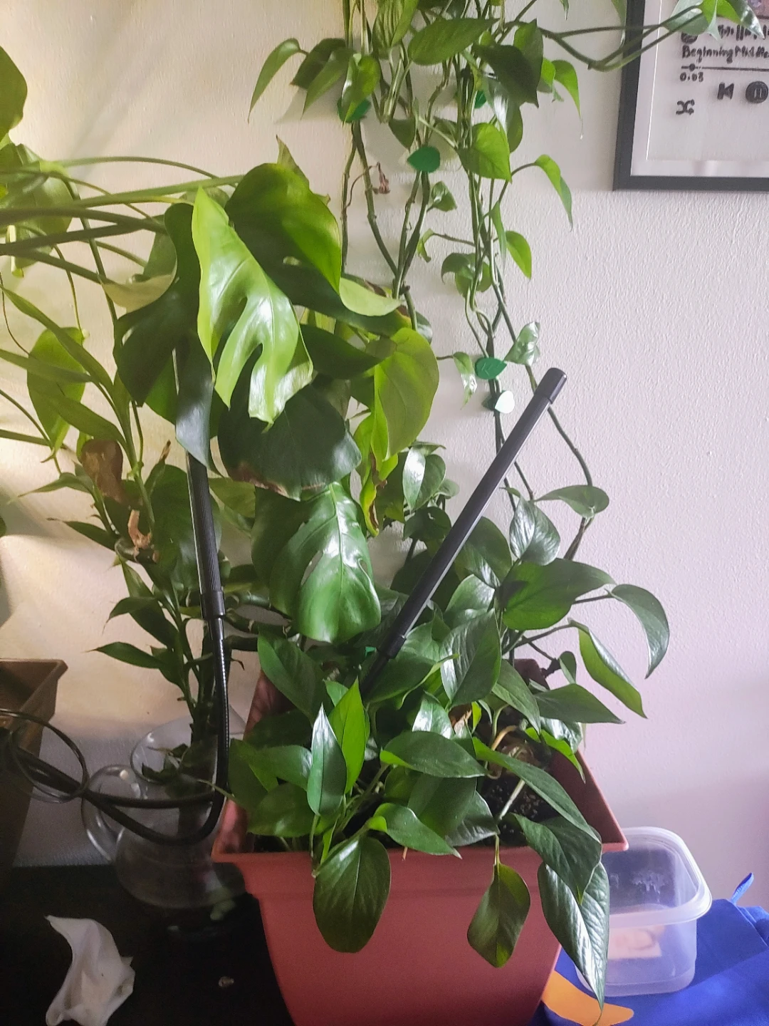 Plants indoor - photo 3
