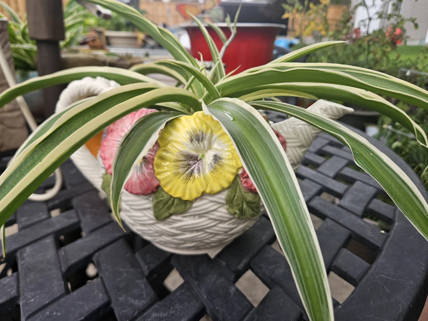 Spider Plant in Decorative Teapot Planter