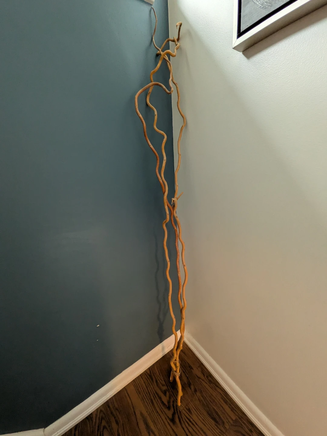Natural Curly Willow Decorative Branches
