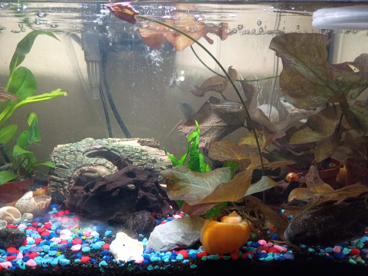 Ramshorns Tank - photo 3