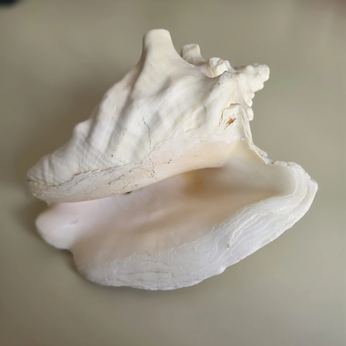Large Conch Shell - EUC - photo 3