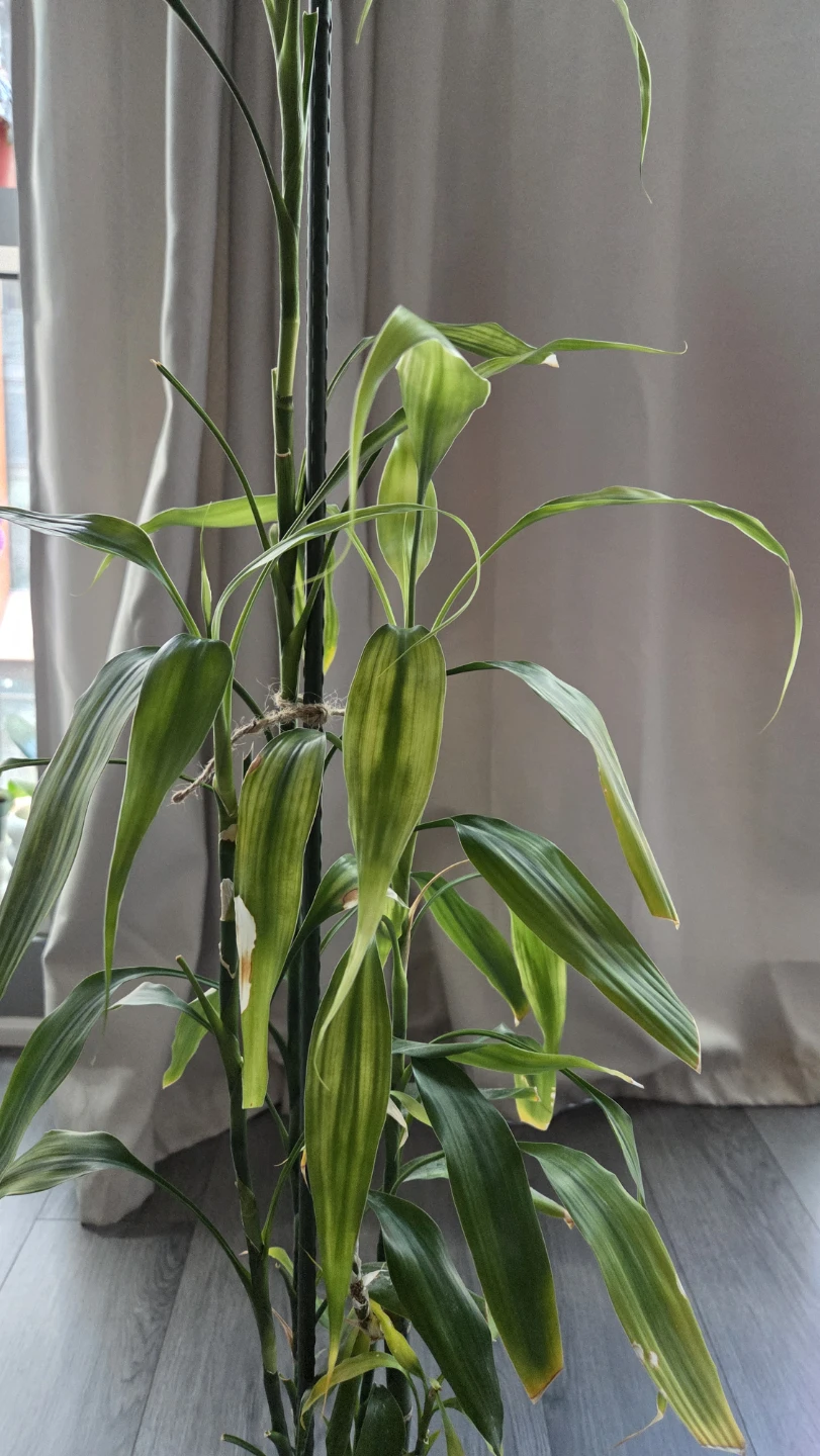 Lucky Bamboo Plant - photo 2