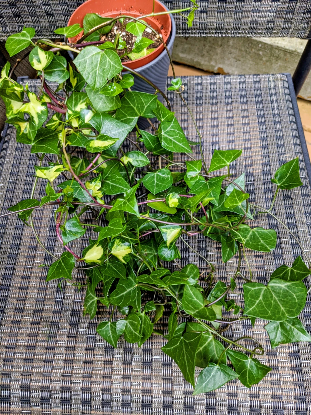 ASSORTED INDOOR/HOUSEPLANT - photo 5