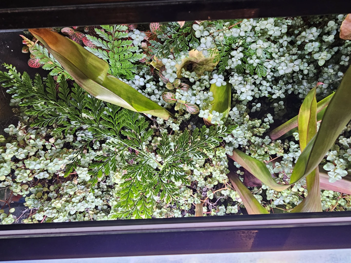Planted terrarium