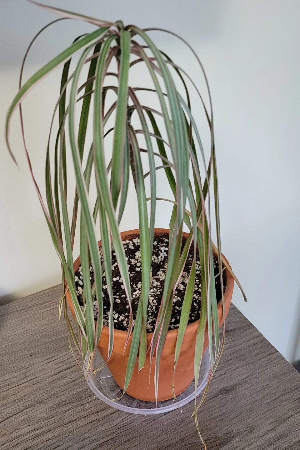 Home plant for free