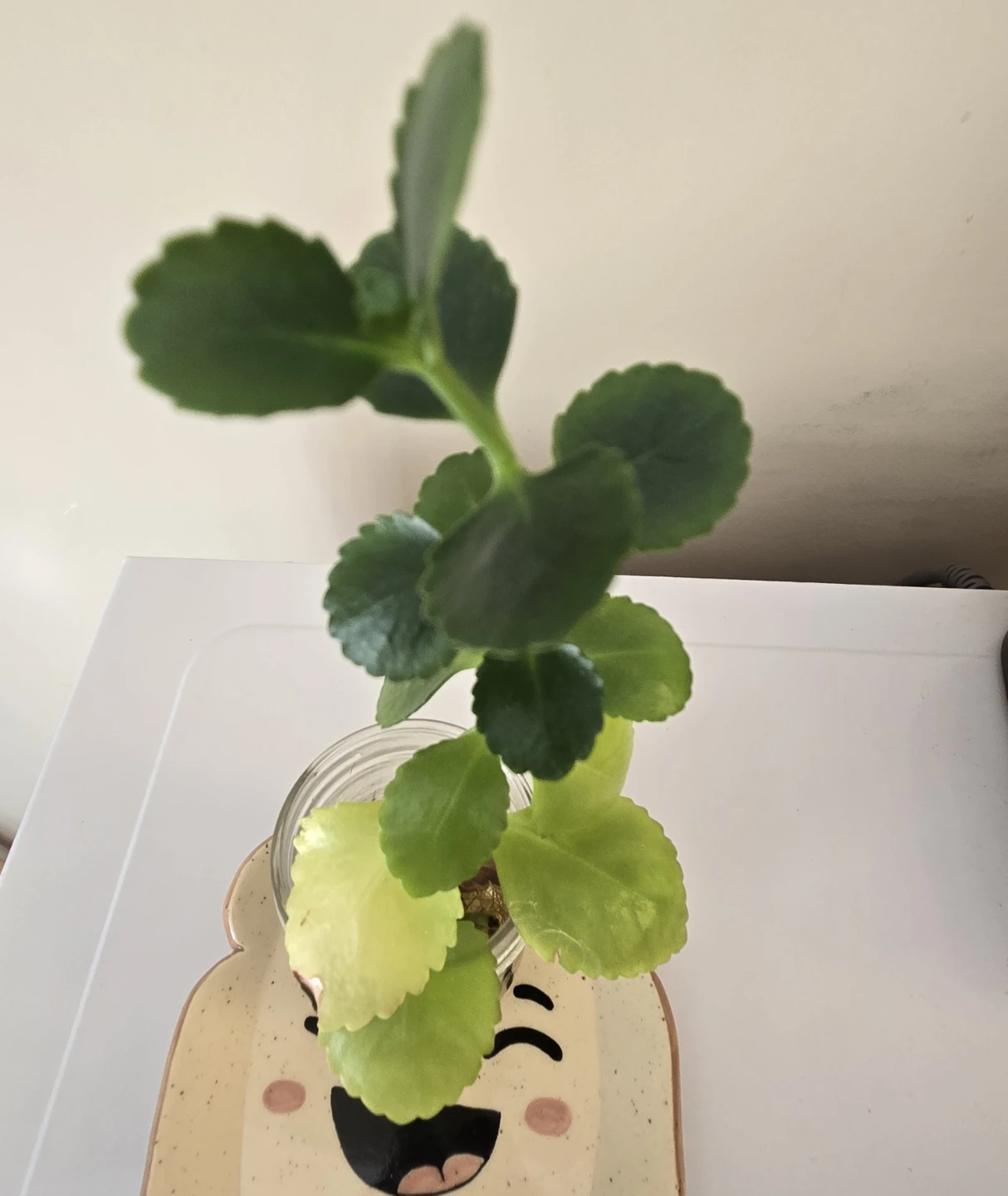 FREE - White Kalanchoe clipping (fully rooted) - photo 3