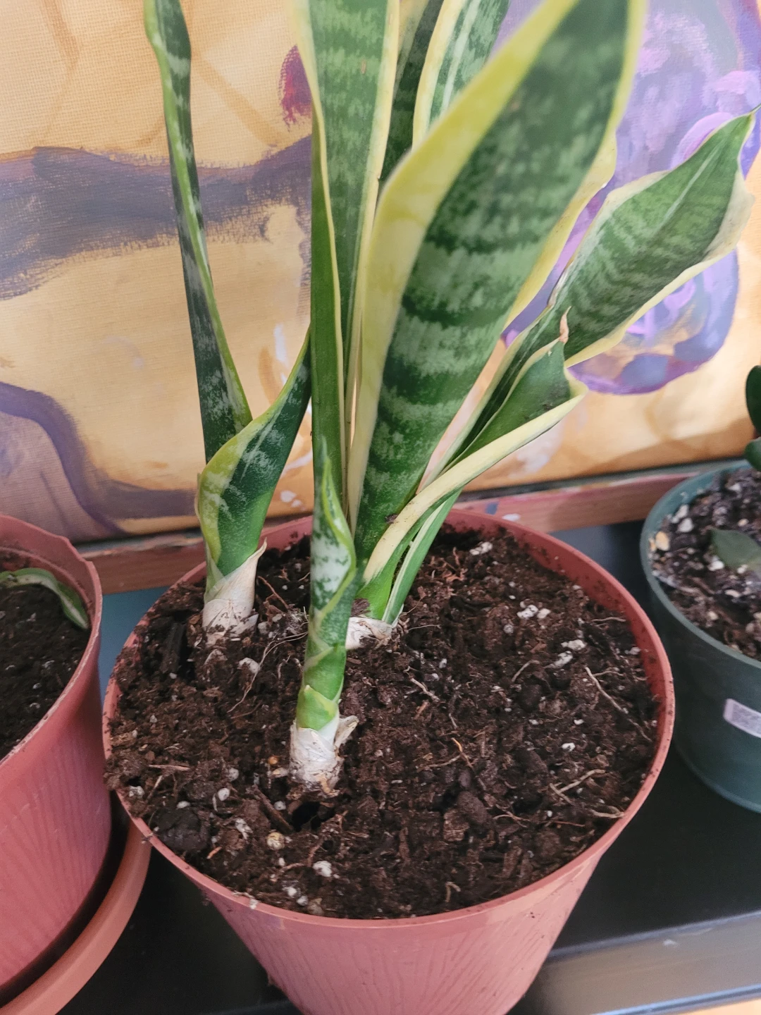 Snake Plant with Pups - photo 4