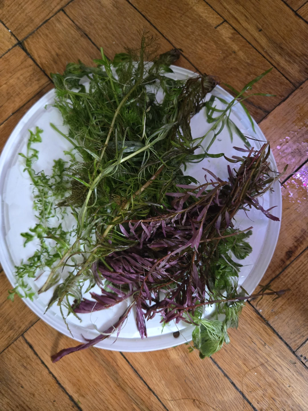 Aquatic plants - photo 5