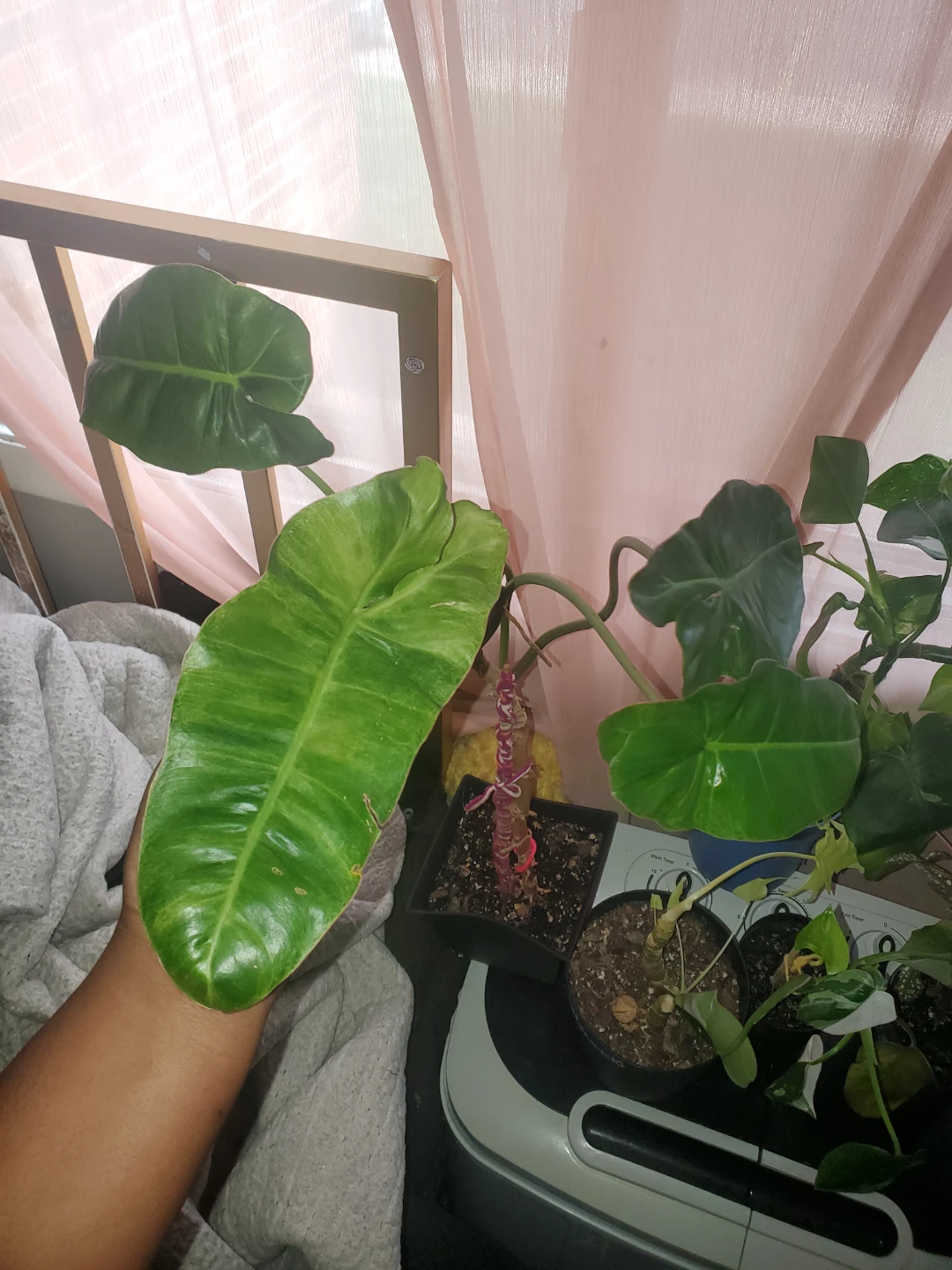 Philodendron Jose Bueno - photo 2