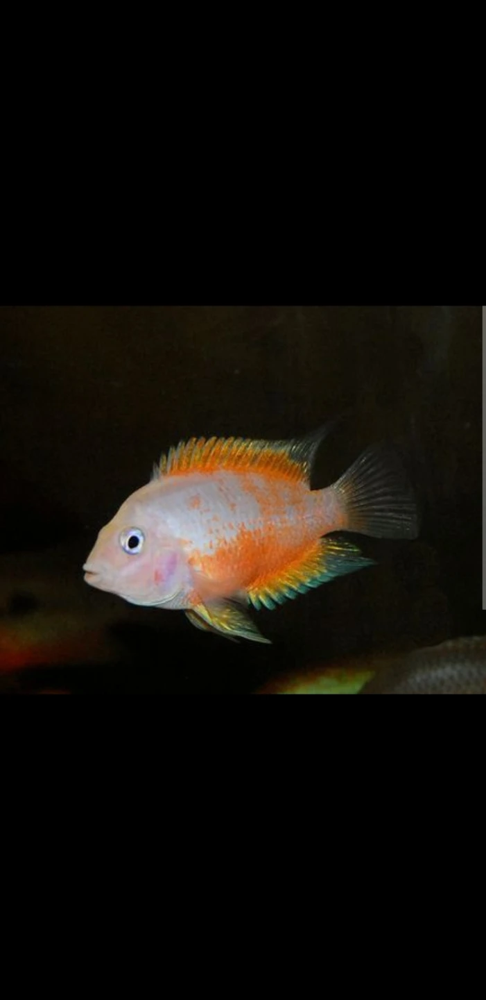 Platinum Pink Convict & Zebra Convict Cichlids - photo 3
