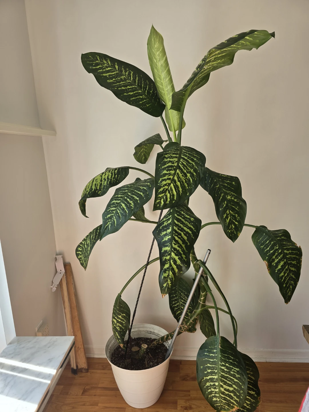 Large Dieffenbachia Plant