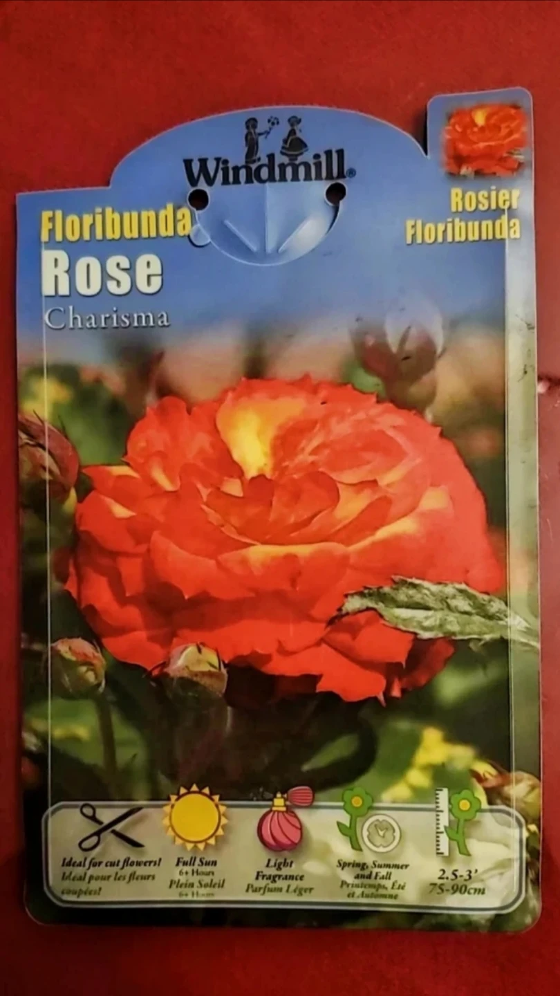 Charisma＿Rooted cutting，Floribunda Rose - photo 4