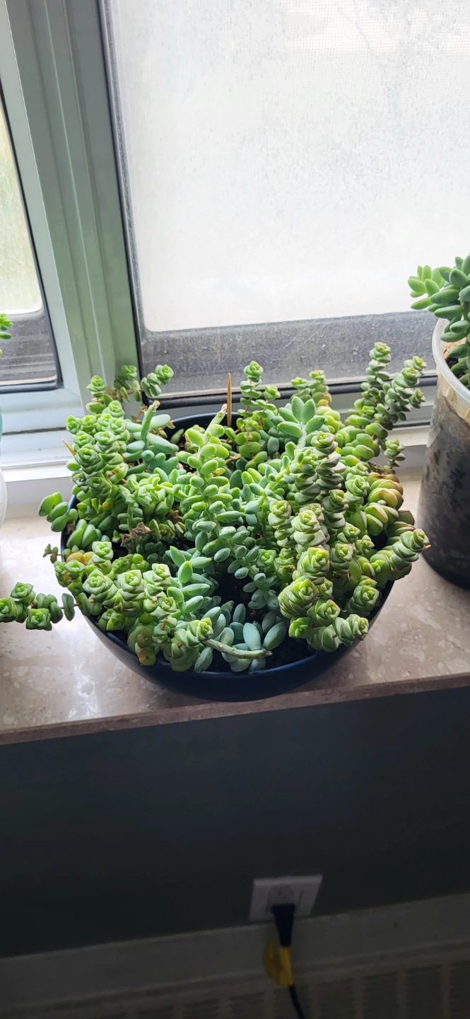 Crassula marinela  & Burro's Tails