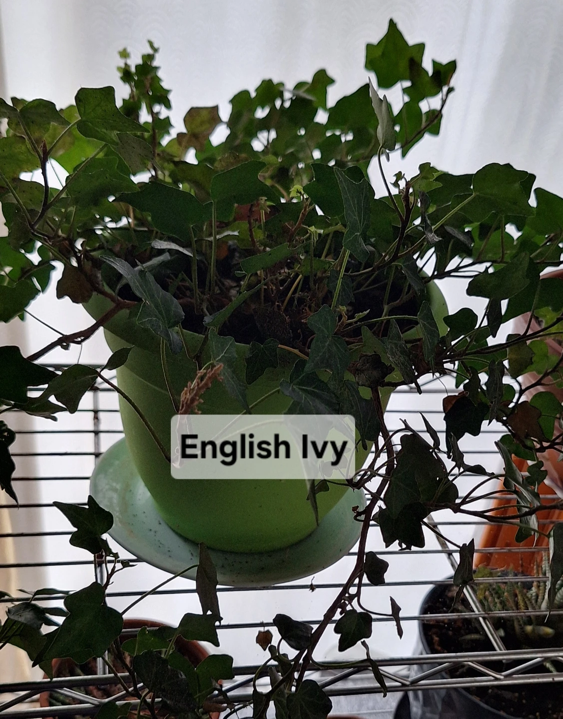 FREE House Plants