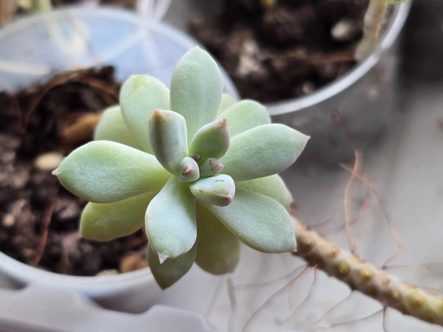 Succulent Plant