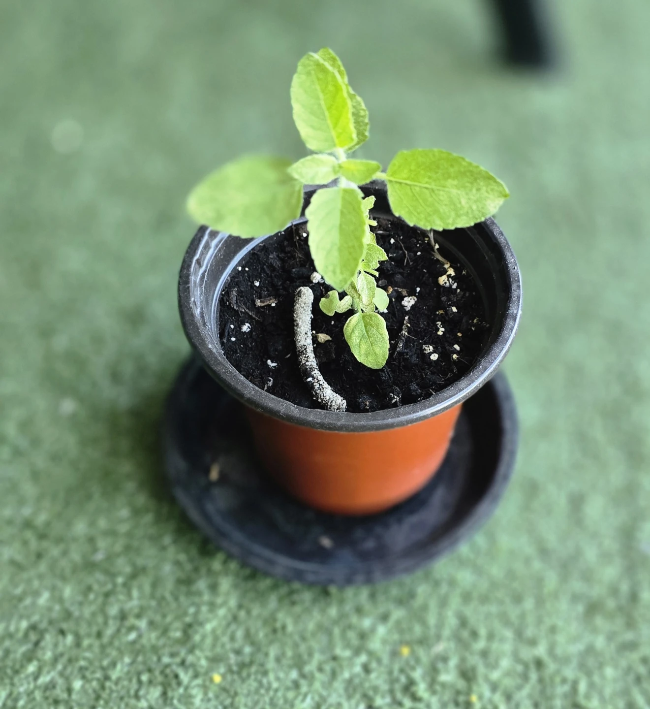 Tulsi/ Basil plant