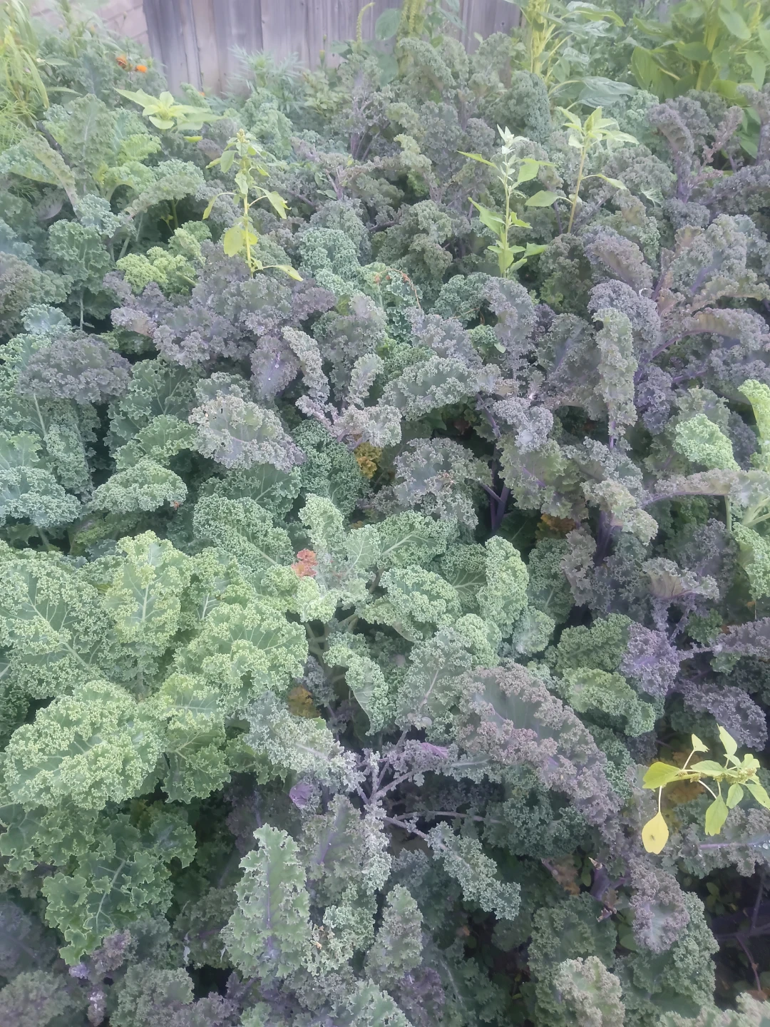 Fresh Kale for Sale - photo 2