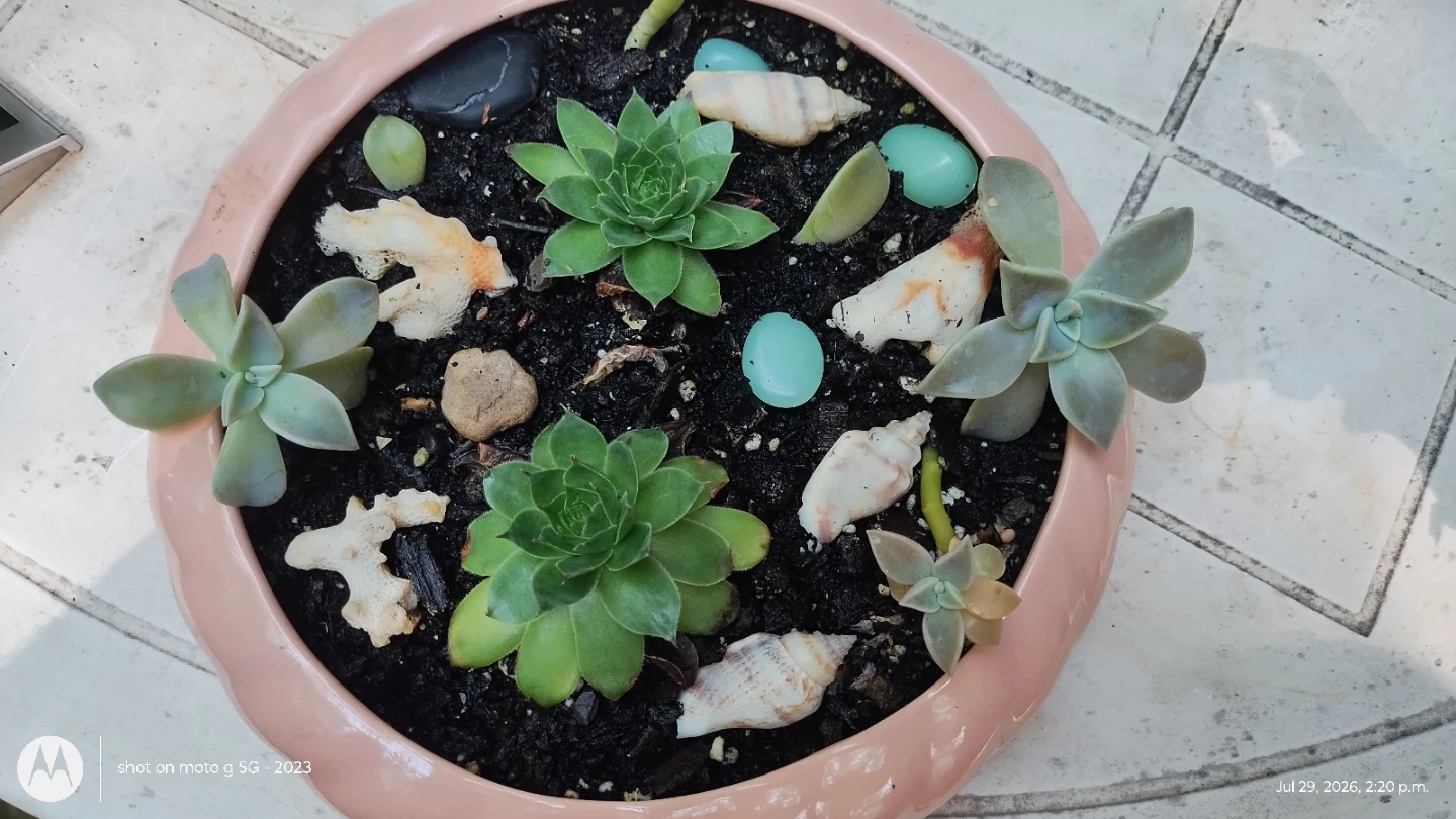 Succulent Planter with Seashells