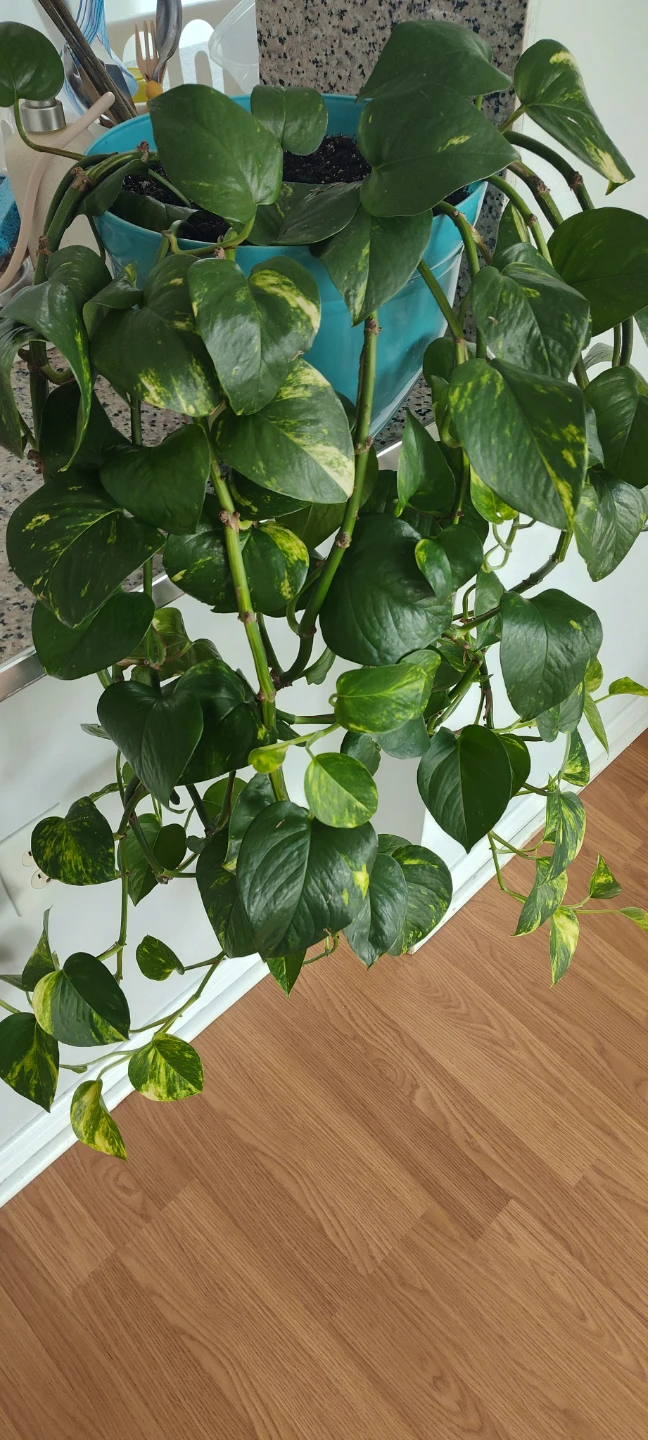 Pothos Plant - 90 cm in length - photo 2