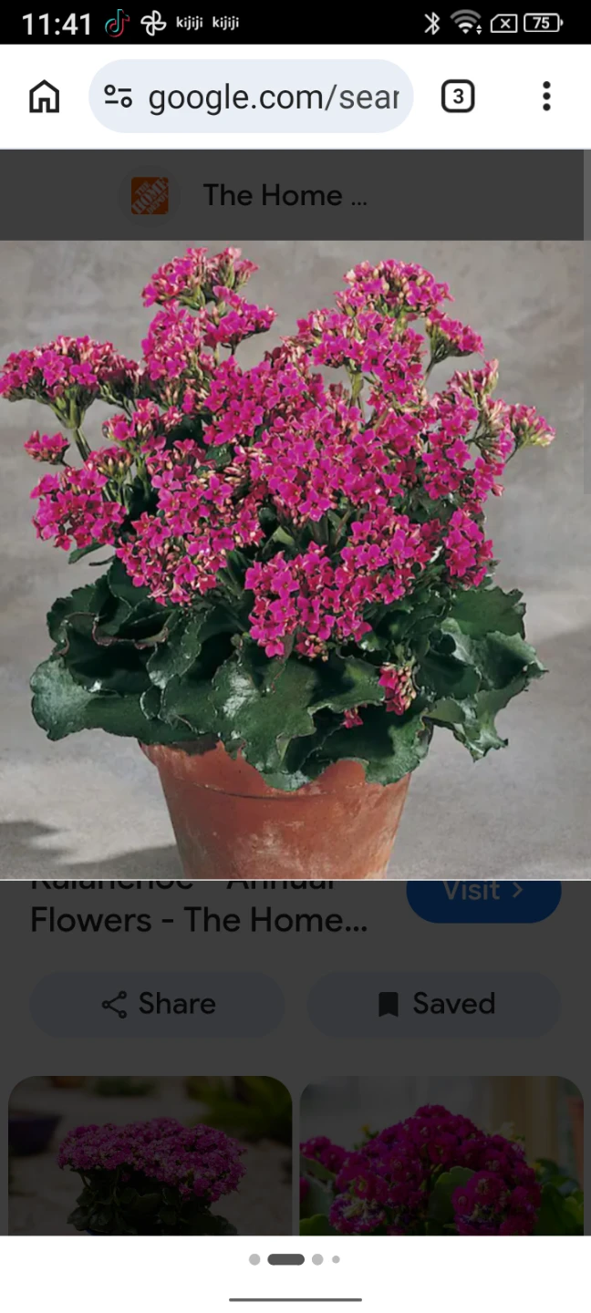 Kalanchoe Plant - photo 2