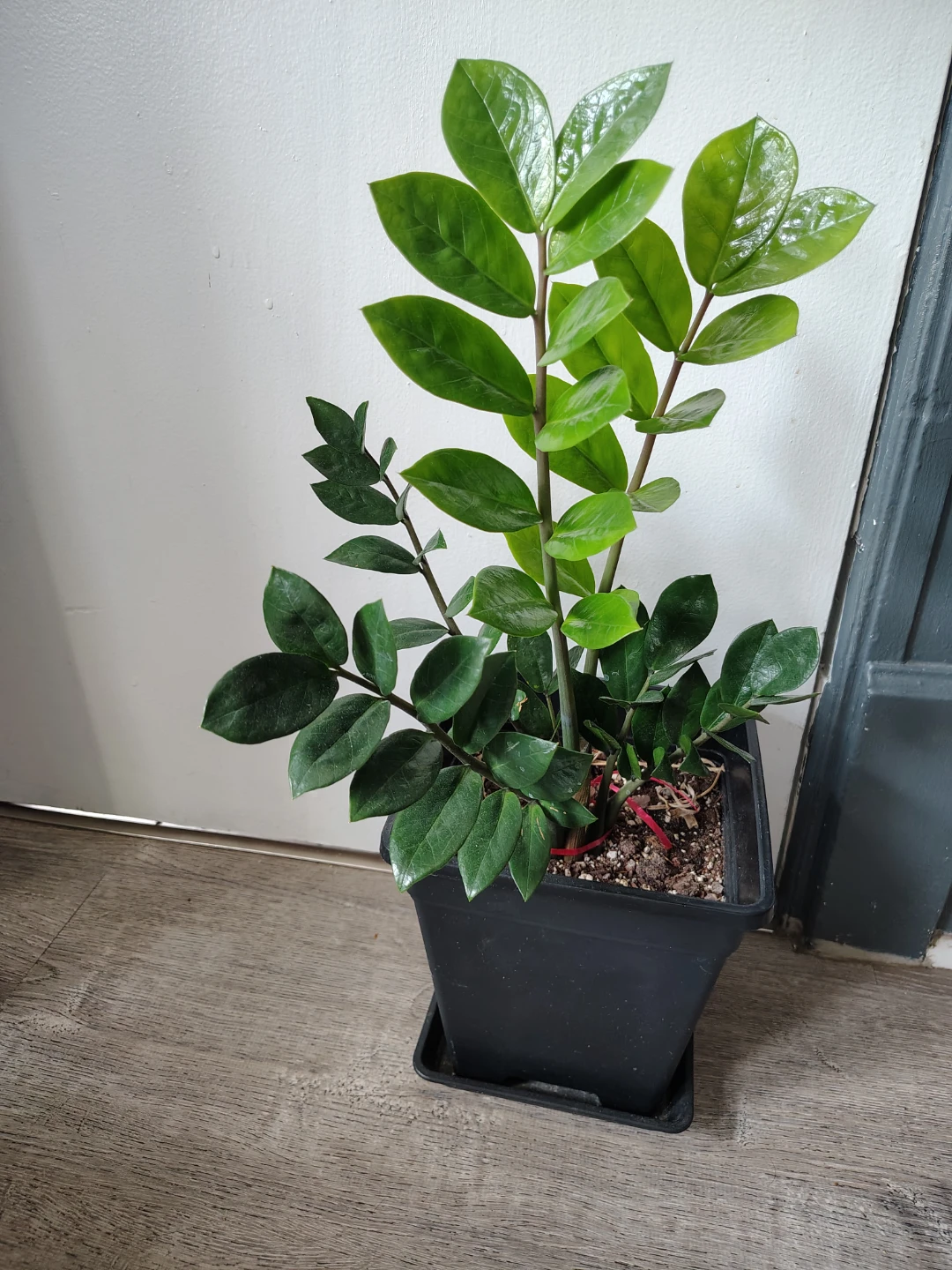 ZZ Plant in Black Pot $30