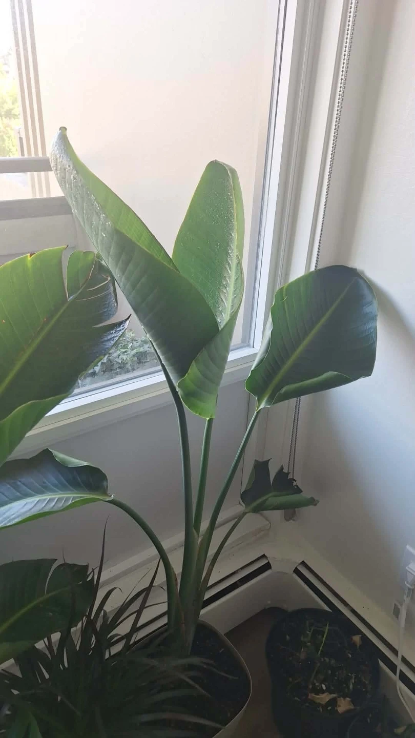 Bird of Paradise Plant - photo 2