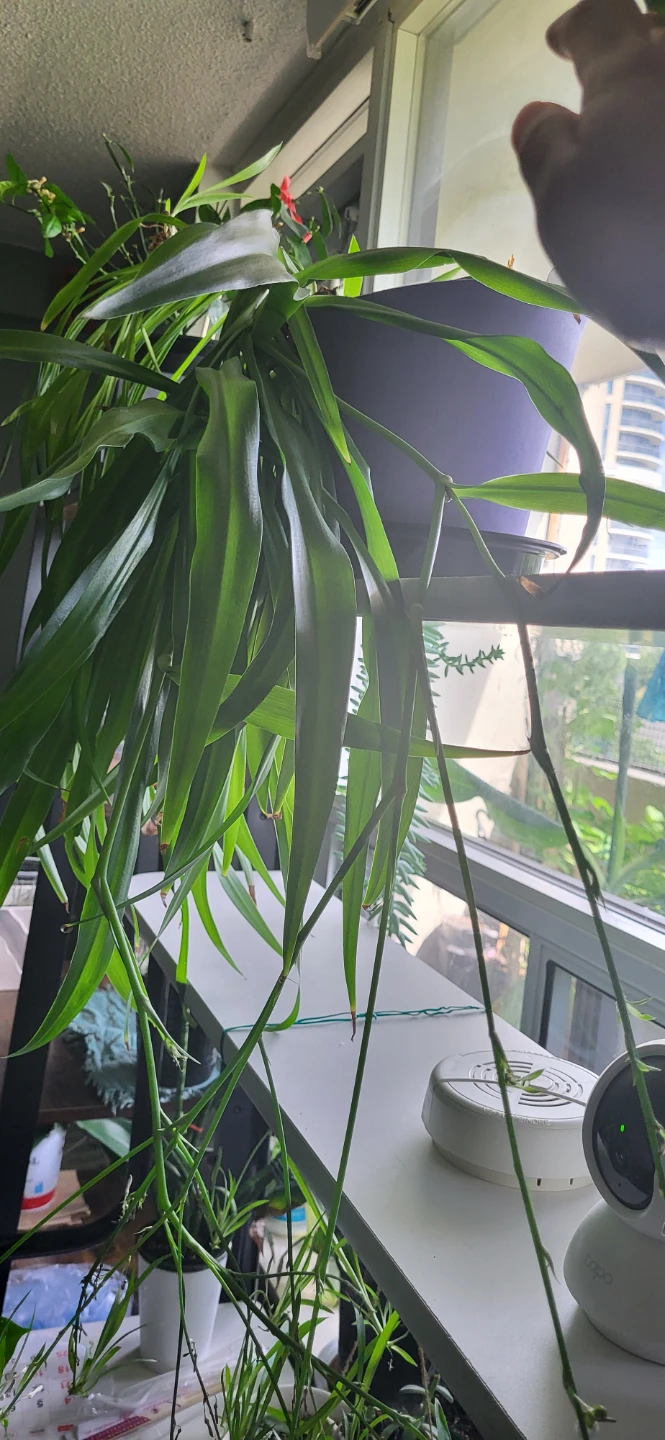 Spider Plant with many babies branches - photo 3