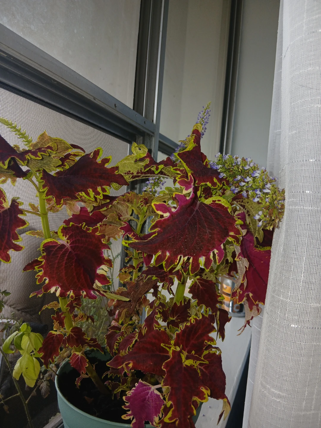 Potted Coleus Plant