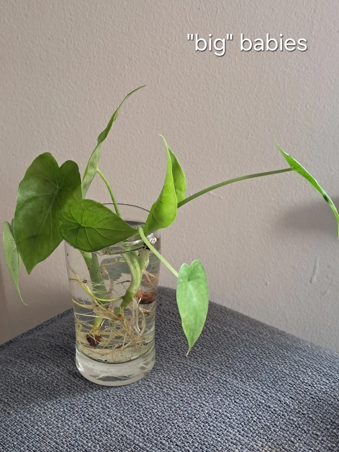 Baby Alocasia plants - photo 3