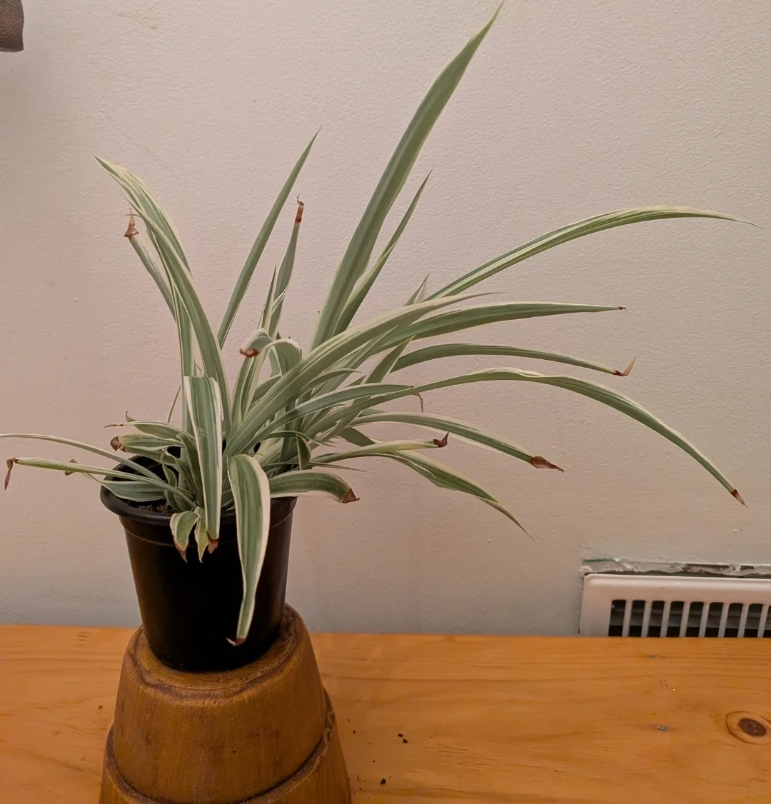 Spider Plant - photo 2