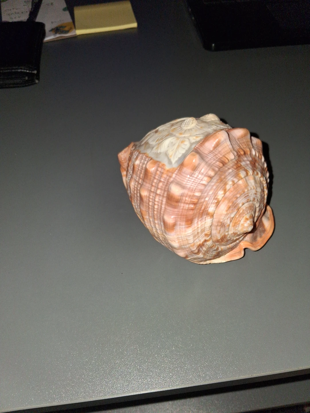 Carved Seashell with Cameo Profile - photo 3