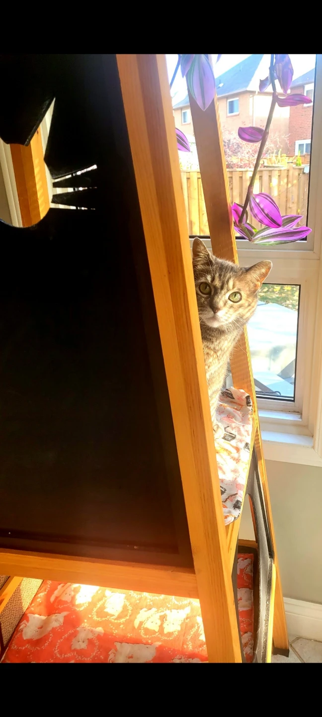 Wooden Cat Tree Tower with Multiple Levels - photo 5