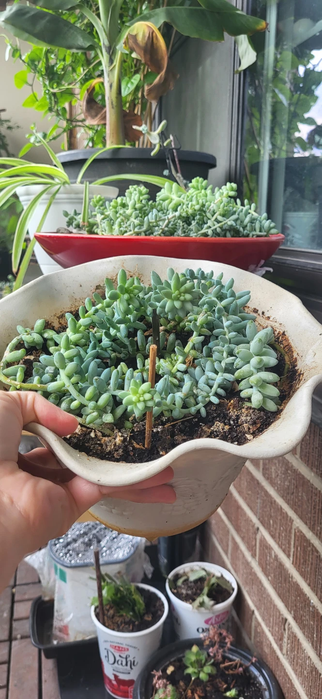 Burro's Tails succulent - photo 4