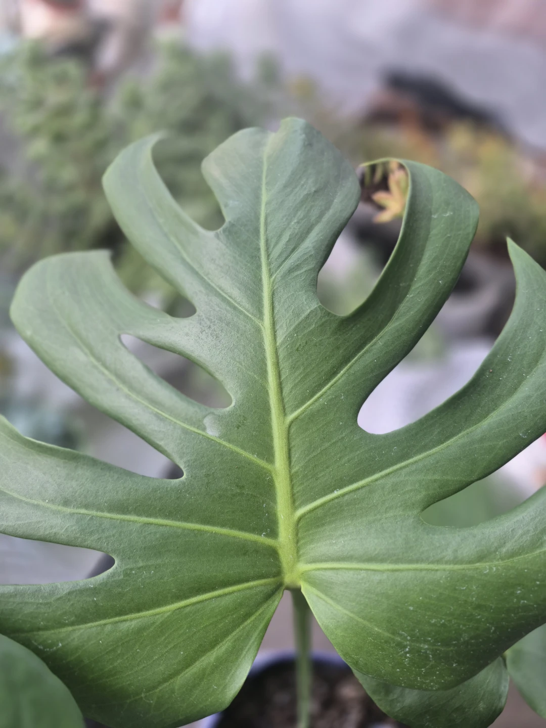 Monstera Plant in Purple PotAnd succulents - photo 4