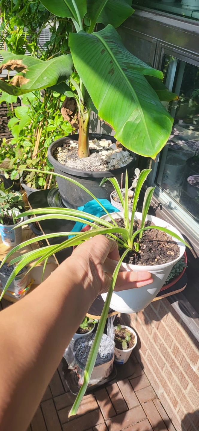 Spider Plant in White plastic pot - photo 5