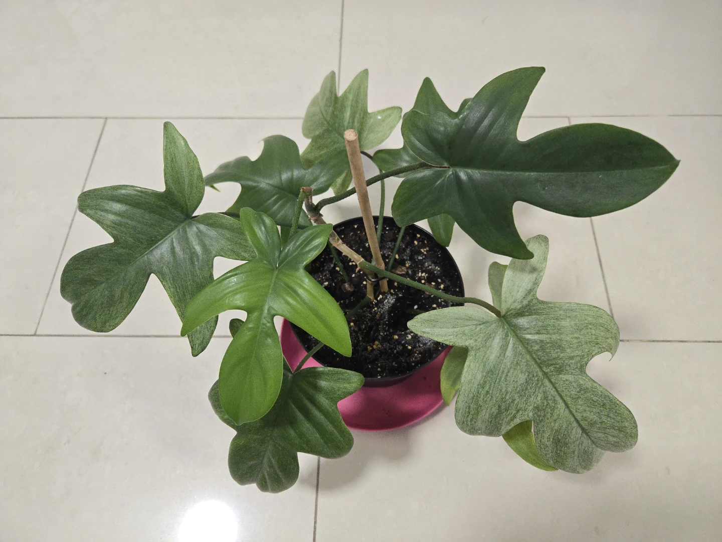 Philodendron Florida Ghost in 6"pot