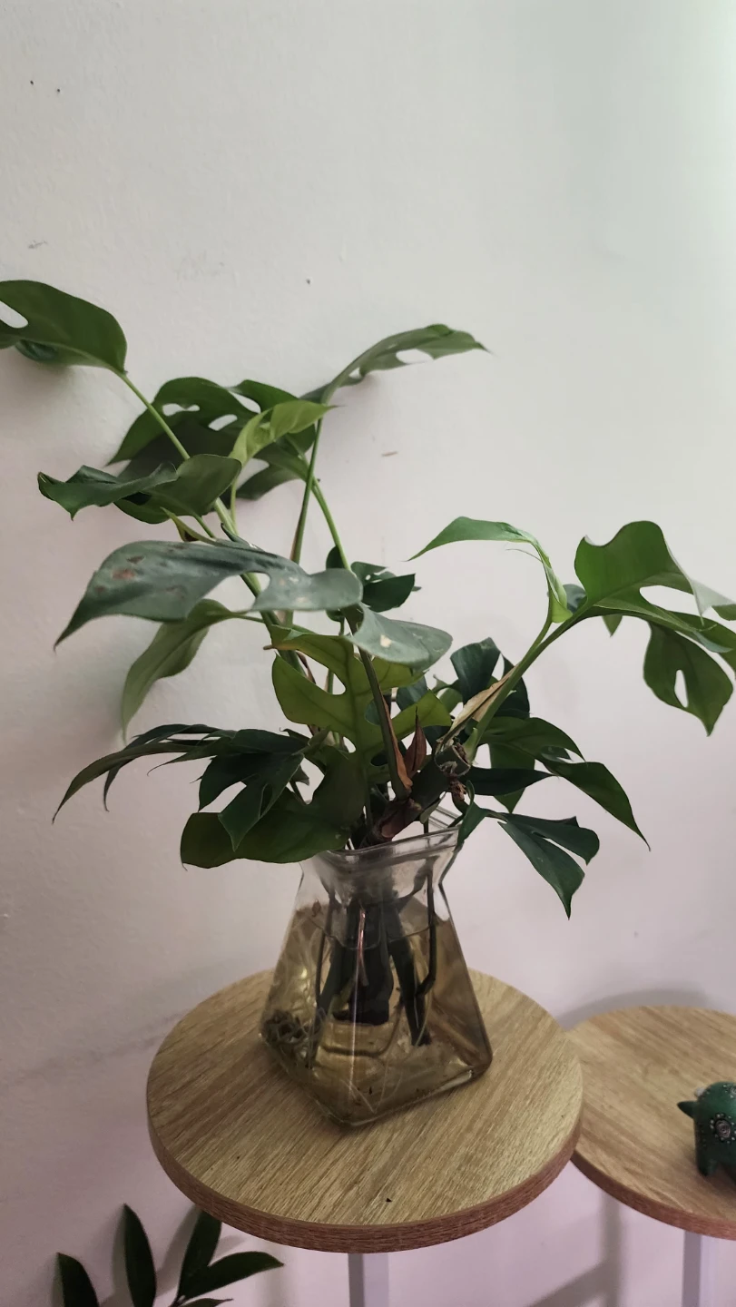 Rhaphidophora Tetrasperma Plant - photo 3