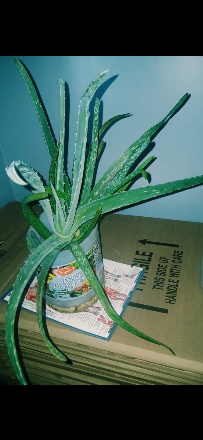 Aloe Vera or Snake Plant etc.. $45-$85 each - photo 5