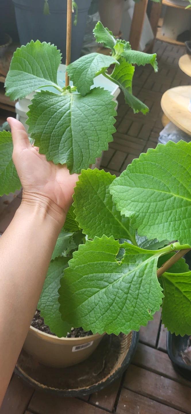 Mexican Mint/ Tần dày lá - photo 4