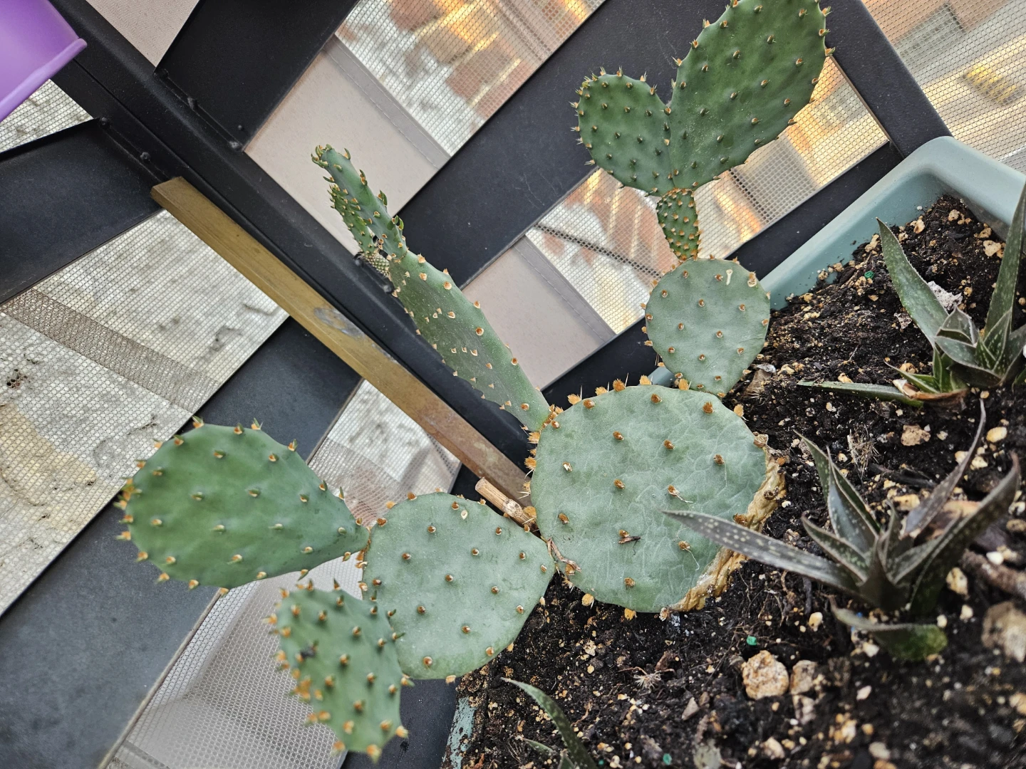 Opuntia Cactus Plant Nopal