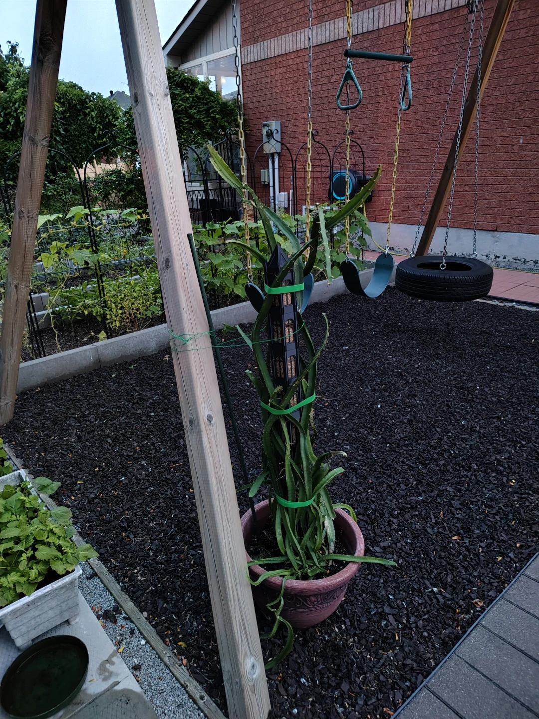 Large mature Dragon Fruit Cactus Plant