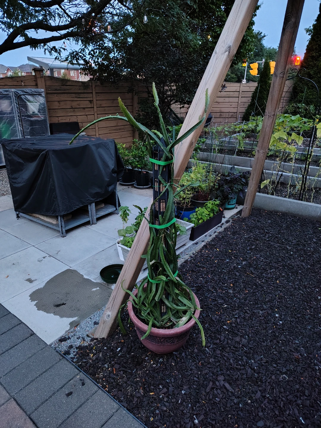 Large mature Dragon Fruit Cactus Plant - photo 2