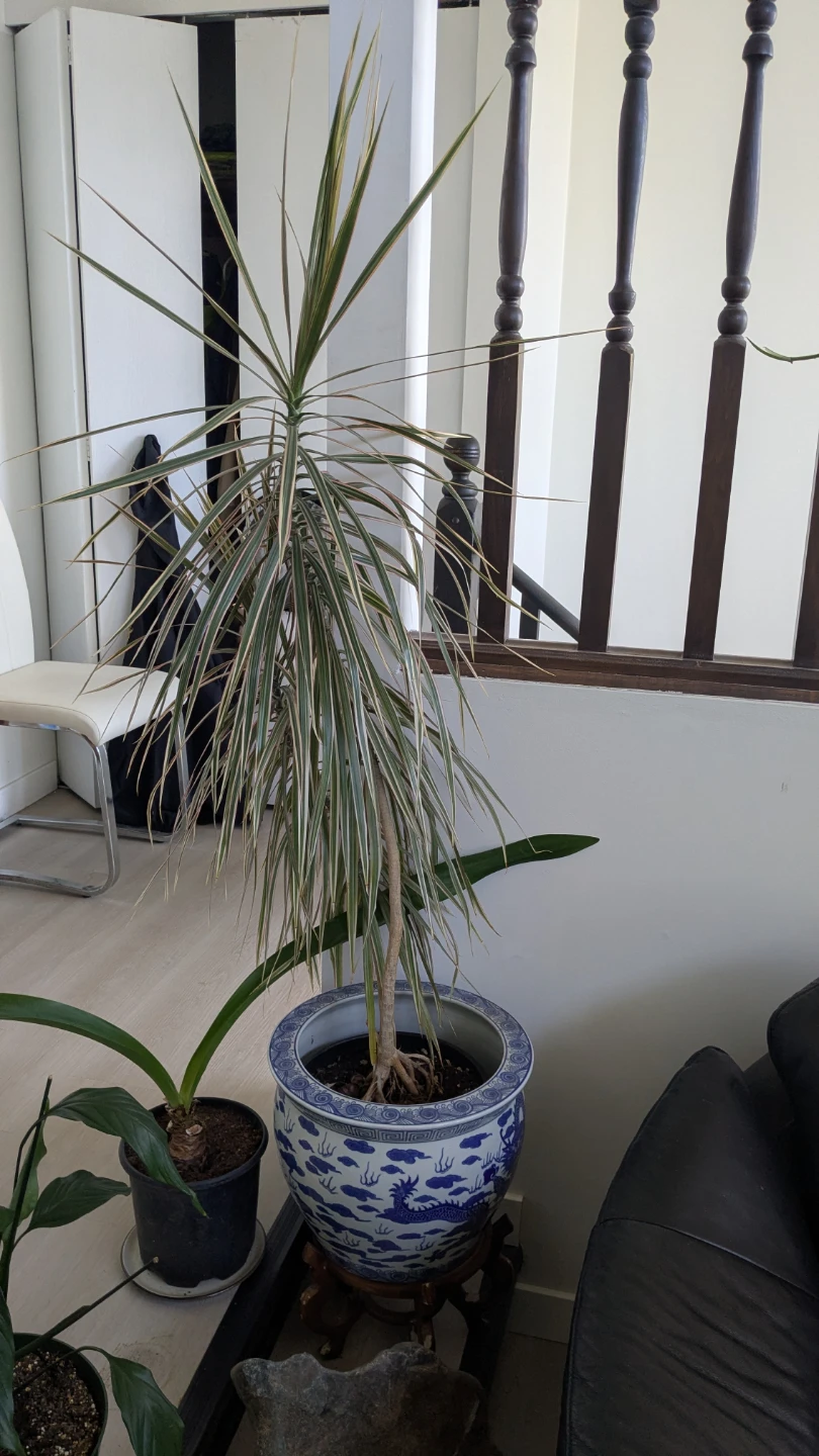 Potted Dracaena Marginata plant