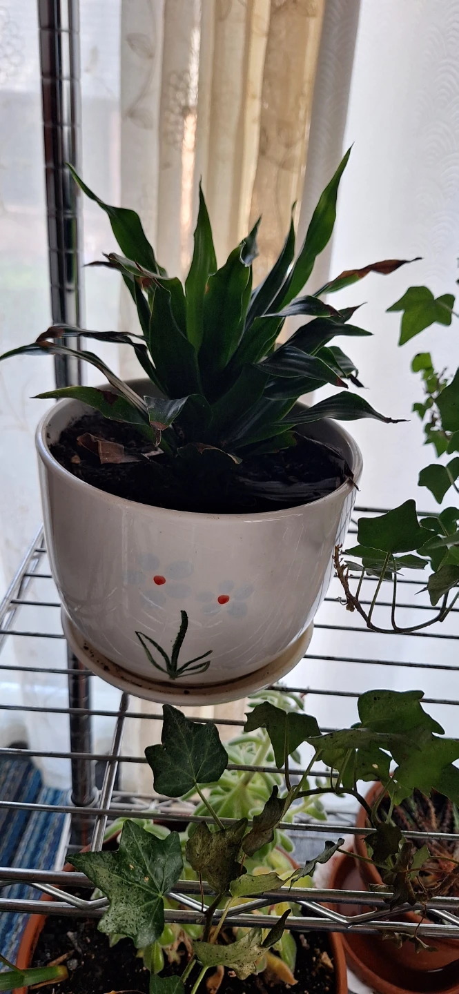 FREE house plants - photo 5