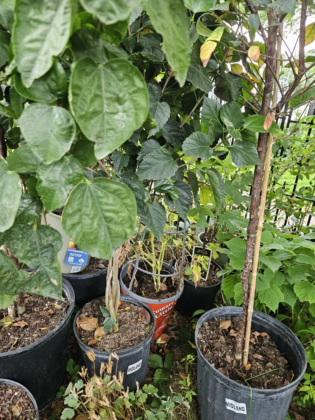 Hibiscus Plant in Pot braided  indoor  4feet or more - photo 5