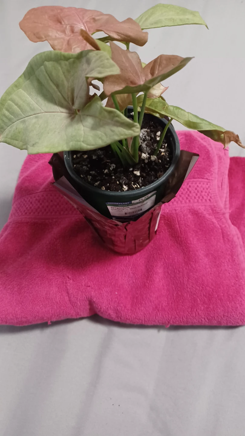 Syngonium Pink Illusion Plant
